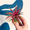 Tillandsia ionantha 'Rubra' - Red Air Plant - Sprouts of Bristol