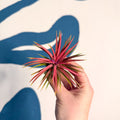 Tillandsia ionantha 'Rubra' - Red Air Plant - Sprouts of Bristol