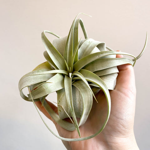 Tillandsia xerographica - Giant Air Plant - Sprouts of Bristol