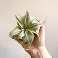 Tillandsia xerographica - Giant Air Plant - Sprouts of Bristol