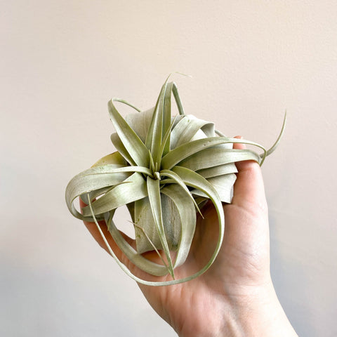 Tillandsia xerographica - Giant Air Plant - Sprouts of Bristol