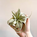 Tillandsia xerographica - Giant Air Plant - Sprouts of Bristol