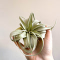 Tillandsia xerographica - Giant Air Plant - Sprouts of Bristol