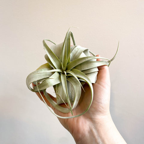 Tillandsia xerographica - Giant Air Plant - Sprouts of Bristol