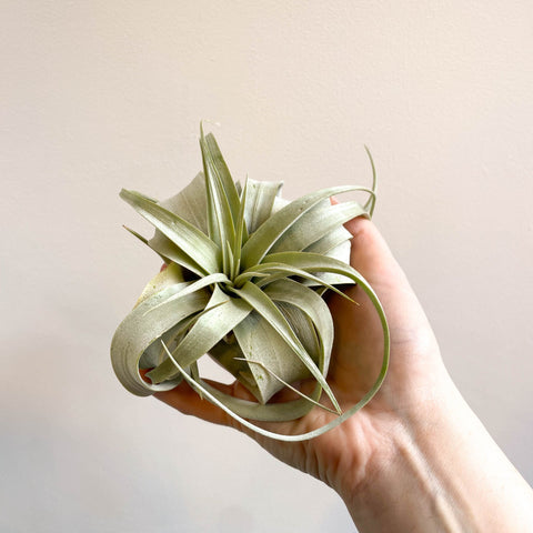 Tillandsia xerographica - Giant Air Plant - Sprouts of Bristol