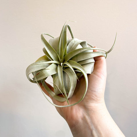 giant air plants Tillandsia xerographica