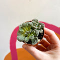 Titanopsis calcarea - Concrete Leaf - Sprouts of Bristol