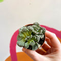 Titanopsis calcarea - Concrete Leaf - Sprouts of Bristol