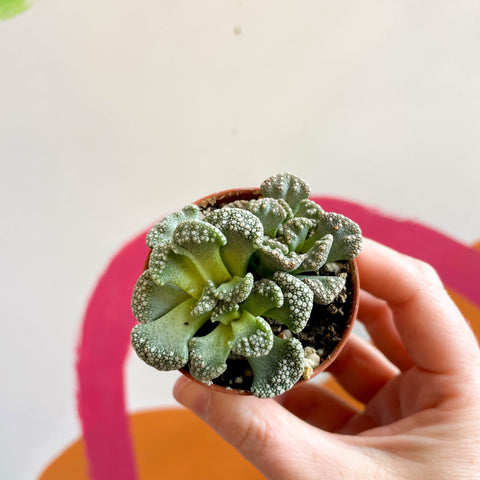 Titanopsis calcarea - Concrete Leaf - Sprouts of Bristol