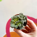 Titanopsis calcarea - Concrete Leaf - Sprouts of Bristol