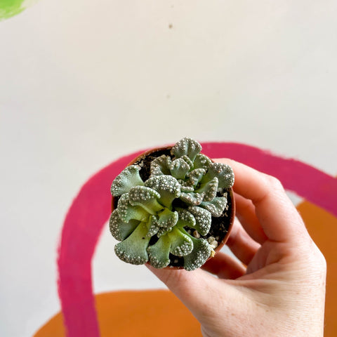 Titanopsis calcarea - Concrete Leaf - Sprouts of Bristol