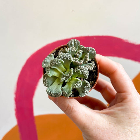 concrete leaf succulent Titanopsis calcarea