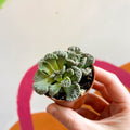 Titanopsis calcarea - Concrete Leaf - Sprouts of Bristol