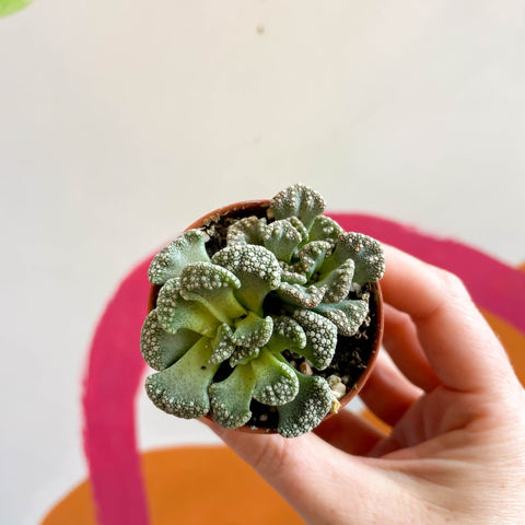 Titanopsis calcarea - Concrete Leaf - Sprouts of Bristol