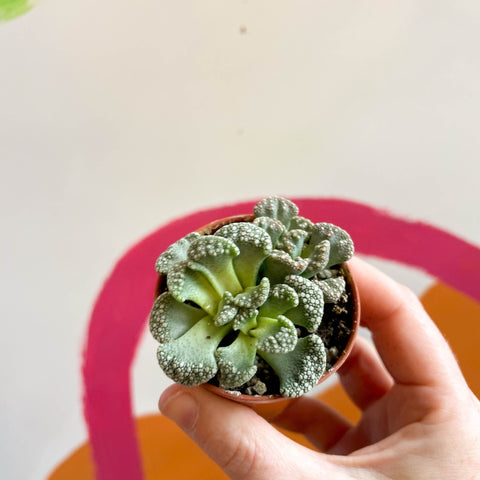 Titanopsis calcarea - Concrete Leaf - Sprouts of Bristol