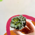 Titanopsis calcarea - Concrete Leaf - Sprouts of Bristol