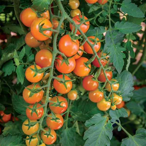 Tomato (Cordon) - Solanum lycopersicum 'Honeycomb' F1 - British Grown - Sprouts of Bristol