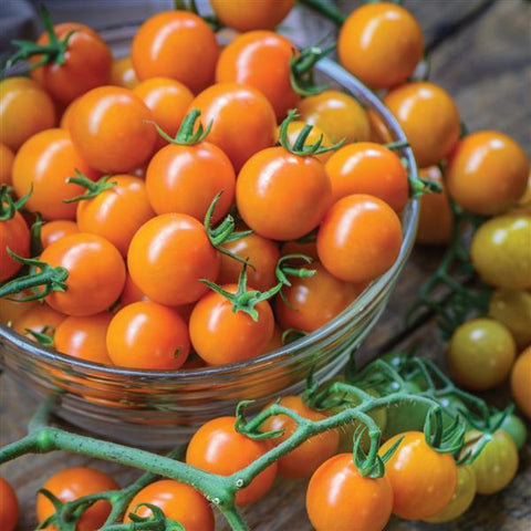 Tomato (Cordon) - Solanum lycopersicum 'Honeycomb' F1 - British Grown - Sprouts of Bristol