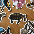 Tortoise Amazon Wildlife Vinyl Sticker [Beneath the Canopy RHS Collab] - Sprouts of Bristol