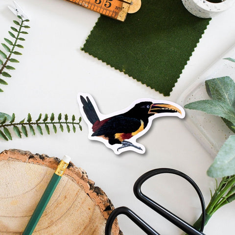 Toucan Amazon Wildlife Vinyl Sticker [Beneath the Canopy RHS Collab] - Sprouts of Bristol