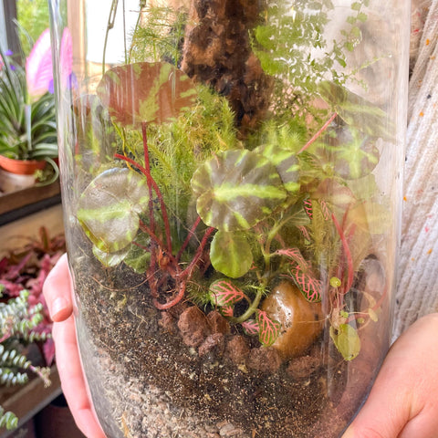 Tower Vase - Bioactive Terrarium - Sprouts of Bristol