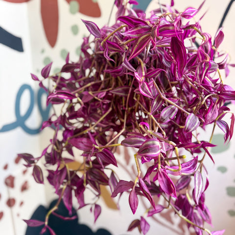 Tradescantia fluminensis ‘Pink Paradise’ - Sprouts of Bristol