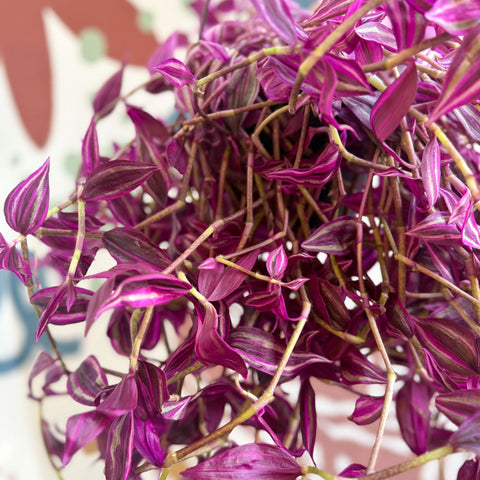 Tradescantia fluminensis ‘Pink Paradise’ - Sprouts of Bristol