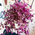 Tradescantia fluminensis ‘Pink Paradise’ - Sprouts of Bristol