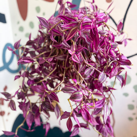 Tradescantia fluminensis ‘Pink Paradise’ - Sprouts of Bristol