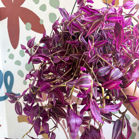Tradescantia fluminensis ‘Pink Paradise’ - Sprouts of Bristol