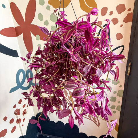 Tradescantia fluminensis ‘Pink Paradise’ - Sprouts of Bristol