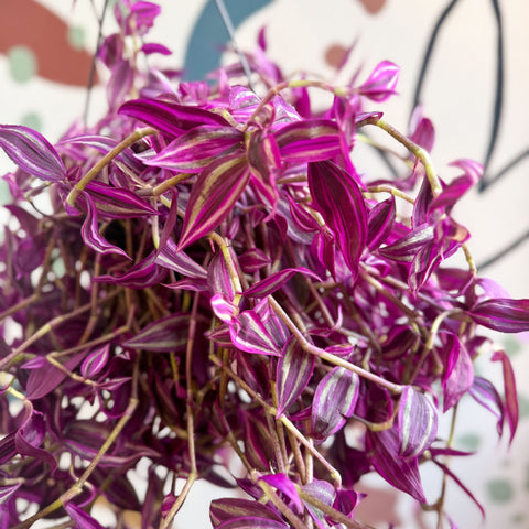 Tradescantia fluminensis ‘Pink Paradise’ - Sprouts of Bristol
