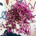 Tradescantia fluminensis ‘Pink Paradise’ - Sprouts of Bristol