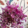 Tradescantia fluminensis ‘Pink Paradise’ - Sprouts of Bristol