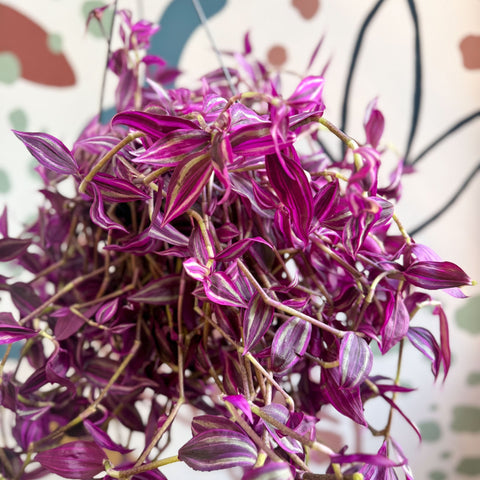 Tradescantia fluminensis ‘Pink Paradise’ - Sprouts of Bristol