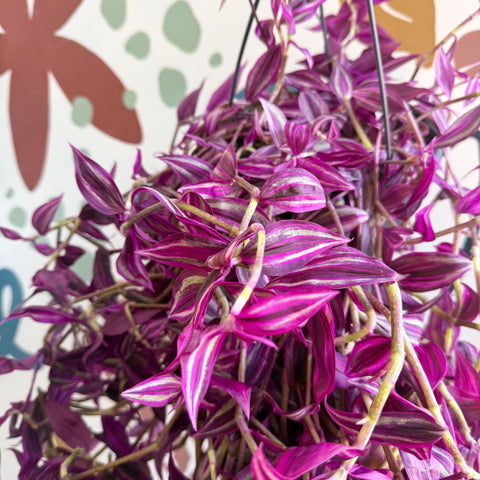 Tradescantia fluminensis ‘Pink Paradise’ - Sprouts of Bristol