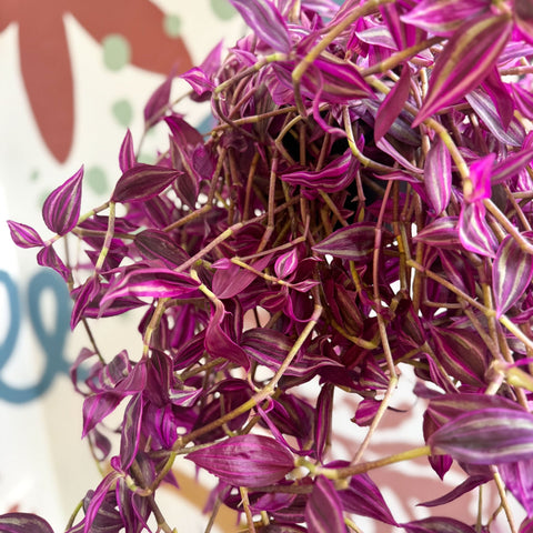 Tradescantia fluminensis ‘Pink Paradise’ - Sprouts of Bristol