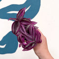 Tradescantia fluminensis ‘Pink Paradise’ - Sprouts of Bristol