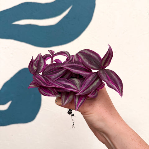 Tradescantia fluminensis ‘Pink Paradise’ - Sprouts of Bristol