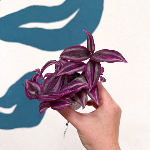 Tradescantia fluminensis ‘Pink Paradise’ - Sprouts of Bristol