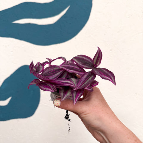 Tradescantia fluminensis ‘Pink Paradise’ - Sprouts of Bristol