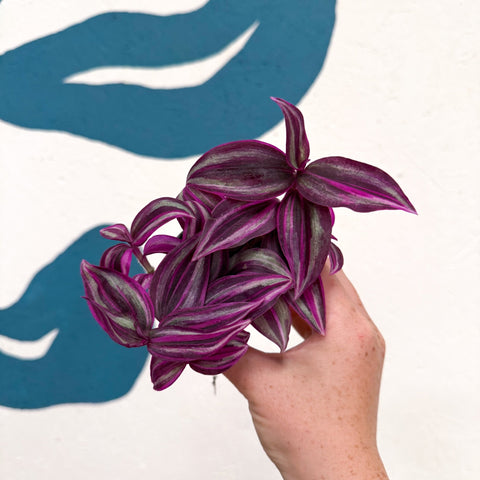 Tradescantia fluminensis ‘Pink Paradise’ - Sprouts of Bristol