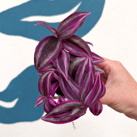 Tradescantia fluminensis ‘Pink Paradise’ - Sprouts of Bristol