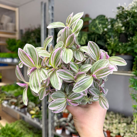 Tradescantia fluminensis ‘Rosa Sunrise’ – Pink Variegated Inch Plant - Sprouts of Bristol