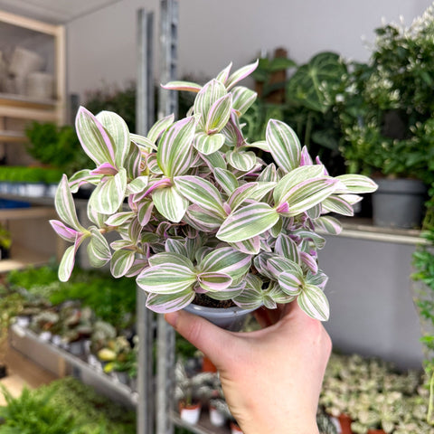 Tradescantia fluminensis ‘Rosa Sunrise’ – Pink Variegated Inch Plant - Sprouts of Bristol