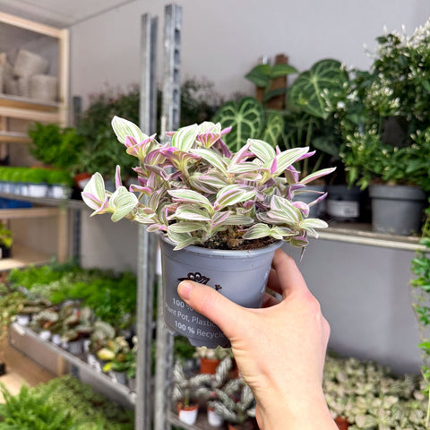 Tradescantia fluminensis ‘Rosa Sunrise’ – Pink Variegated Inch Plant - Sprouts of Bristol