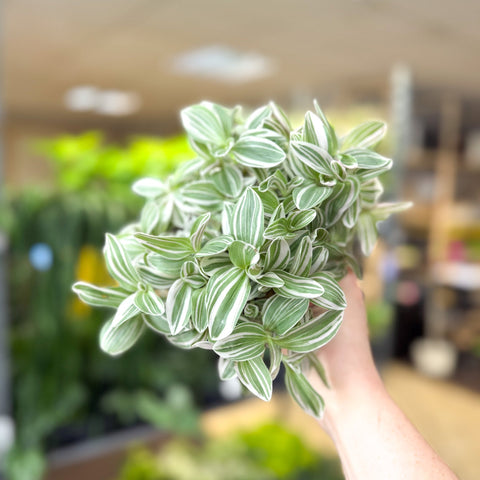 Tradescantia fluminensis ‘White Cobra’ – Inch Plant - Sprouts of Bristol