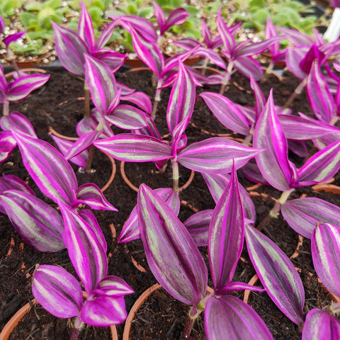 Tradescantia 'Pink Paradise' - Welsh Grown - Sprouts of Bristol