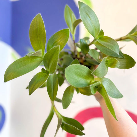 Tradescantia sillamontana - Velvet Inch Plant - Welsh Grown - Sprouts of Bristol