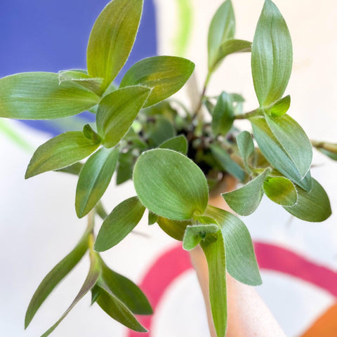Tradescantia sillamontana - Velvet Inch Plant - Welsh Grown - Sprouts of Bristol
